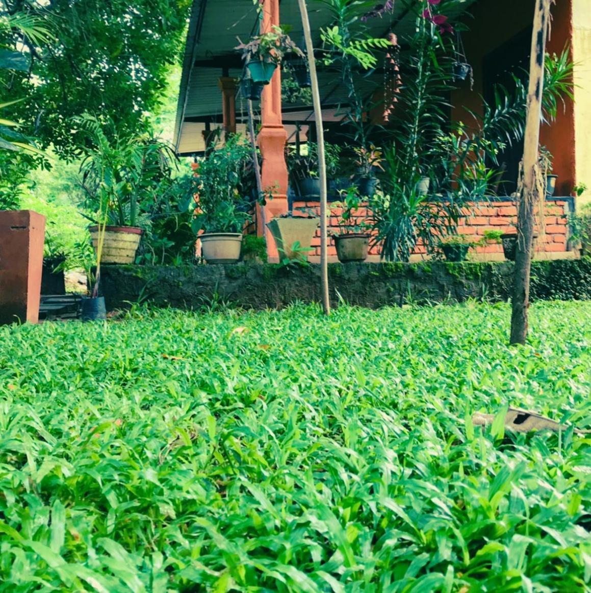 Oleena Home Stay Habarana Ngoại thất bức ảnh